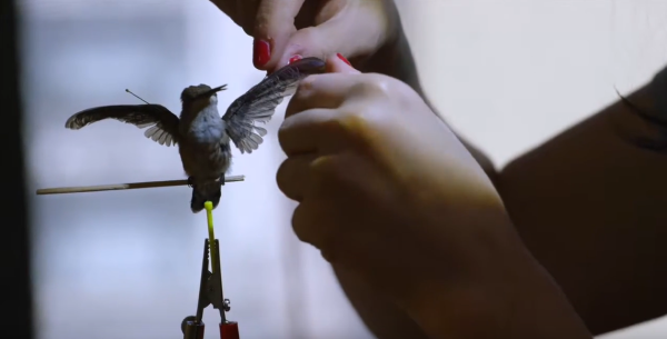 White, manicured hands work on a small stuffed hummingbird.